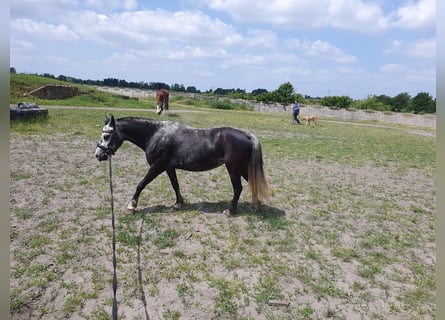 Inne kuce/małe konie, Klacz, 6 lat, 123 cm, Siwa jabłkowita