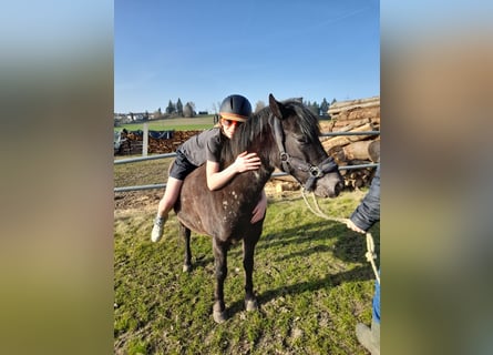 Inne kuce/małe konie Mix, Klacz, 6 lat, 126 cm