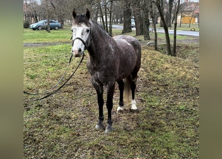 Inne kuce/małe konie, Klacz, 6 lat, 148 cm, Siwa jabłkowita
