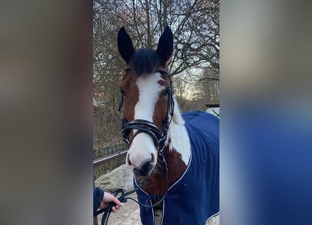 Inne kuce/małe konie, Klacz, 7 lat, 146 cm, Srokata