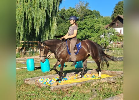 Inne kuce/małe konie, Klacz, 7 lat, 147 cm, Ciemnogniada