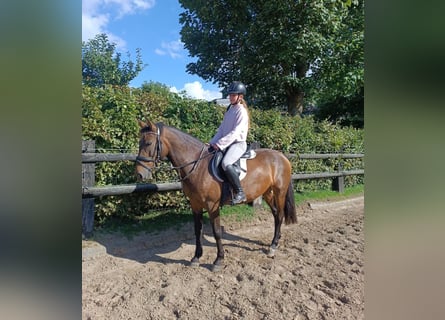 Inne kuce/małe konie, Klacz, 7 lat, 147 cm, Gniada