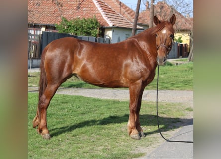 Inne kuce/małe konie, Klacz, 7 lat, 153 cm, Kasztanowata