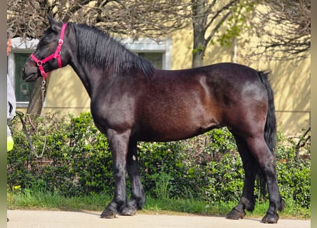 Inne kuce/małe konie, Klacz, 7 lat, 155 cm, Kara