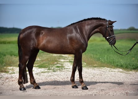 Inne kuce/małe konie, Klacz, 7 lat, 155 cm, Kasztanowata