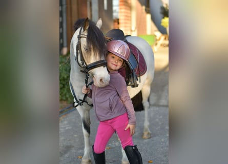 Inne kuce/małe konie, Klacz, 8 lat, 115 cm, Bułana