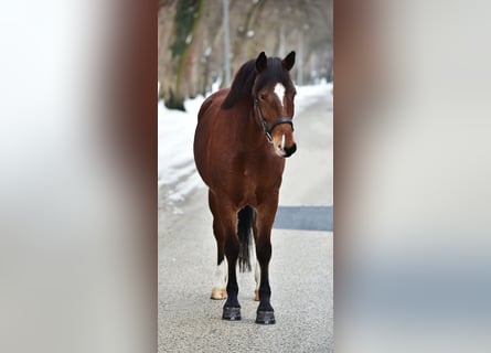 Inne kuce/małe konie, Klacz, 8 lat, 145 cm, Gniada