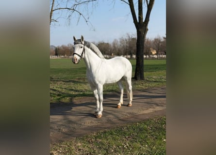 Inne kuce/małe konie, Klacz, 8 lat, 148 cm, Siwa