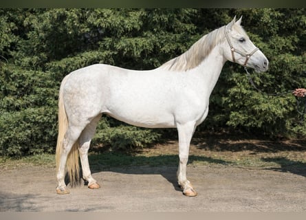 Inne kuce/małe konie, Klacz, 8 lat, 150 cm, Siwa