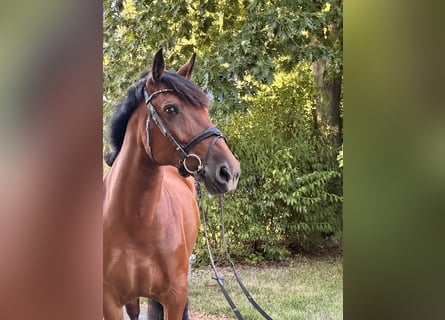 Inne kuce/małe konie Mix, Klacz, 8 lat, 155 cm, Gniada
