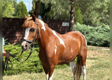 Inne kuce/małe konie, Klacz, 9 lat, 130 cm, Srokata