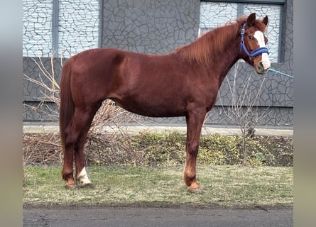 Inne kuce/małe konie, Klacz, 9 lat, 147 cm, Kasztanowata
