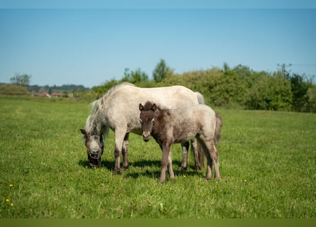 Inne kuce/małe konie, Klacz, Źrebak (04/2026), 90 cm, Tarantowata