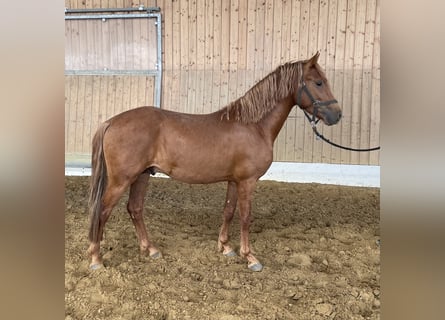 Inne kuce/małe konie, Ogier, 3 lat, 144 cm, Kasztanowata