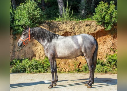Inne kuce/małe konie, Ogier, 3 lat, 144 cm, Siwa