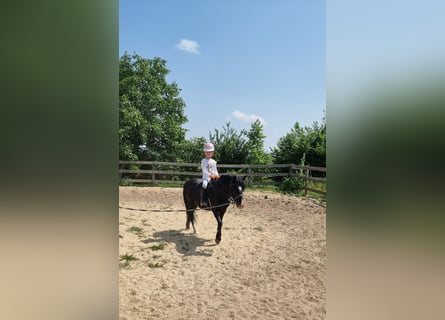 Inne kuce/małe konie, Wałach, 10 lat, 125 cm, Kara