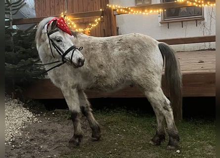 Inne kuce/małe konie, Wałach, 10 lat, 139 cm, Tarantowata