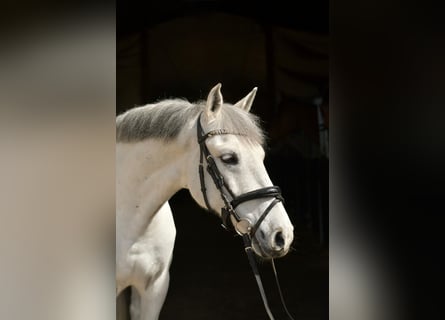 Inne kuce/małe konie, Wałach, 10 lat, 145 cm, Siwa