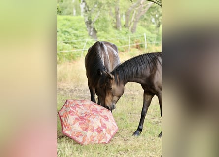 Inne kuce/małe konie Mix, Wałach, 11 lat, 143 cm, Skarogniada