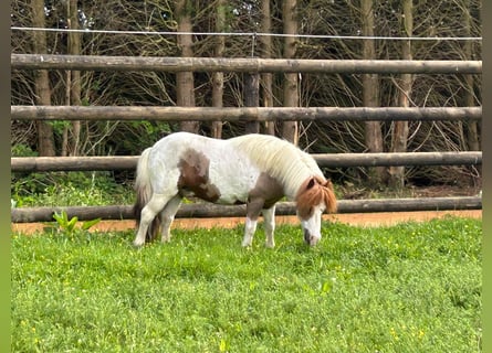 Inne kuce/małe konie, Wałach, 11 lat, 95 cm
