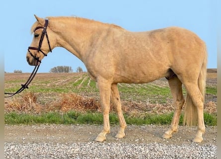 Inne kuce/małe konie, Wałach, 12 lat, 97 cm, Izabelowata