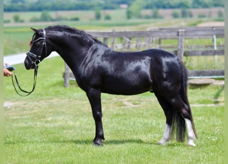 Inne kuce/małe konie, Wałach, 13 lat, 126 cm, Kara