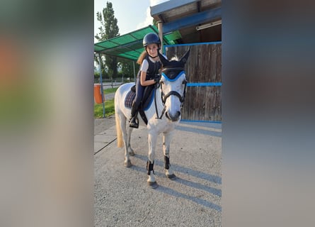 Inne kuce/małe konie, Wałach, 13 lat, 137 cm, Siwa