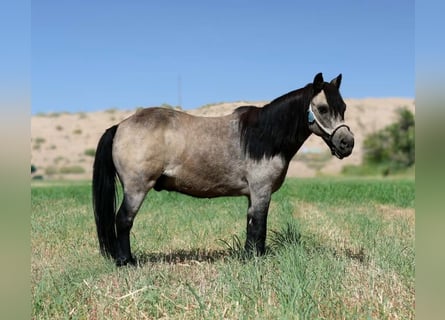 Inne kuce/małe konie, Wałach, 14 lat, 102 cm, Jelenia