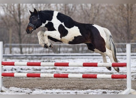 Inne kuce/małe konie, Wałach, 3 lat, 145 cm, Srokata