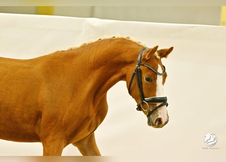 Inne kuce/małe konie, Wałach, 3 lat, 147 cm, Kasztanowata