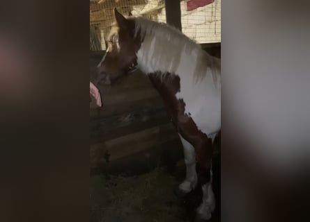 Inne kuce/małe konie, Wałach, 3 lat, 148 cm, Srokata