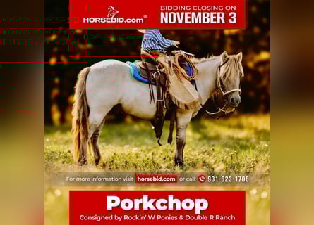 Inne kuce/małe konie, Wałach, 4 lat, 102 cm, Bułana