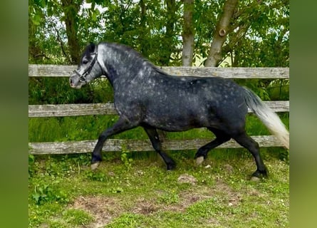 Inne kuce/małe konie, Wałach, 4 lat, 130 cm, Siwa jabłkowita