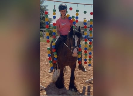 Inne kuce/małe konie, Wałach, 4 lat, 140 cm, Kara