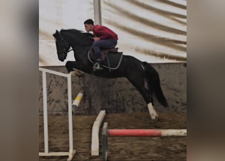 Inne kuce/małe konie, Wałach, 4 lat, 142 cm, Srokata