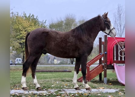 Inne kuce/małe konie, Wałach, 4 lat, 145 cm, Ciemnokasztanowata