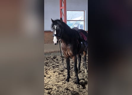 Inne kuce/małe konie, Wałach, 4 lat, 145 cm, Gniada