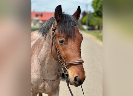 Inne kuce/małe konie, Wałach, 4 lat, 145 cm, Gniada