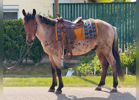 Inne kuce/małe konie, Wałach, 4 lat, 145 cm, Gniada