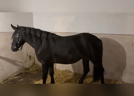 Inne kuce/małe konie, Wałach, 4 lat, 145 cm, Kara