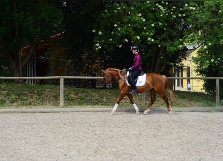 Inne kuce/małe konie, Wałach, 4 lat, 150 cm, Ciemnokasztanowata