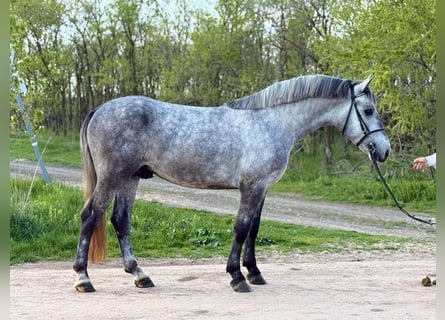 Inne kuce/małe konie, Wałach, 4 lat, 150 cm, Siwa jabłkowita