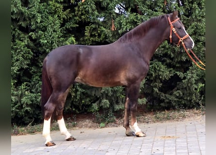 Inne kuce/małe konie, Wałach, 4 lat, 155 cm, Ciemnokasztanowata