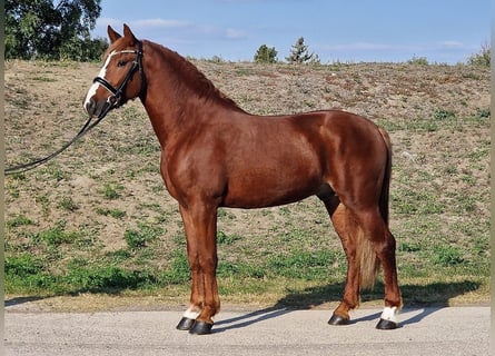 Inne kuce/małe konie, Wałach, 4 lat, 155 cm, Kasztanowata