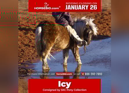 Inne kuce/małe konie, Wałach, 5 lat, 102 cm, Siwa