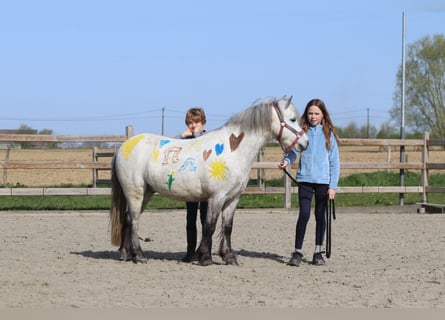 Inne kuce/małe konie, Wałach, 5 lat, 115 cm, Stalowosiwy