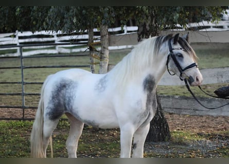 Inne kuce/małe konie, Wałach, 5 lat, 130 cm, Srokata