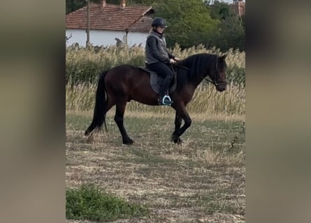 Inne kuce/małe konie, Wałach, 5 lat, 142 cm, Gniada