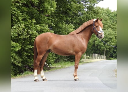 Inne kuce/małe konie, Wałach, 5 lat, 142 cm, Kasztanowata