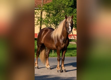 Inne kuce/małe konie, Wałach, 5 lat, 146 cm, Ciemnokasztanowata